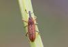 Lixus sp.